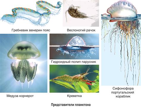 Как избежать образования вязкого покрова на декоративном дереве в водной среде?