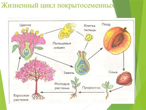 Ускорение процесса развития растений с использованием специальной команды