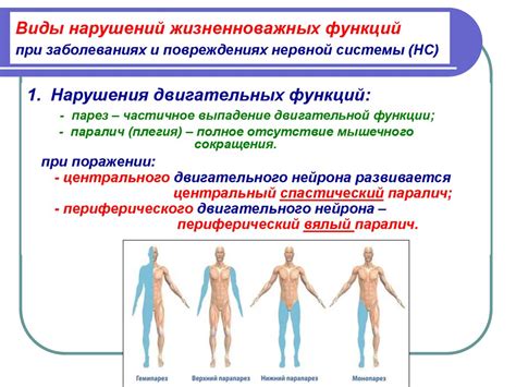 Физическая составляющая нервной системы