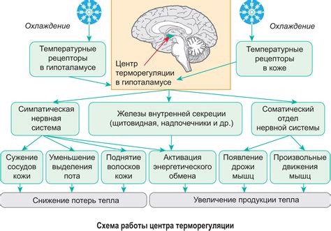 Адаптация человека