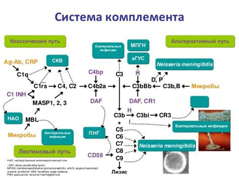 Активация альтернативного и классического пути комплементарной системы