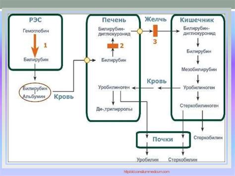 Активная реабсорбция желчных пигментов в печени