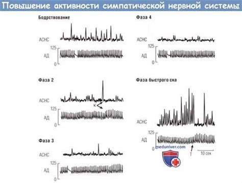 Активность симпатической нервной системы