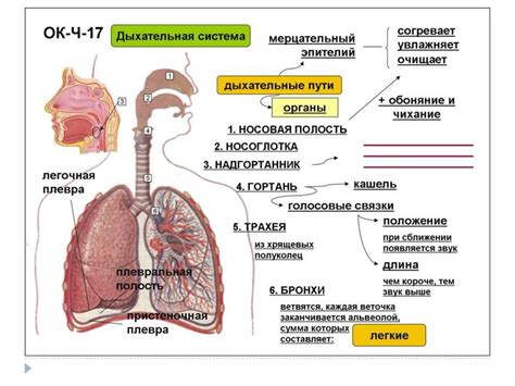 Аллергическая реакция в органах дыхания: диагностика и управление