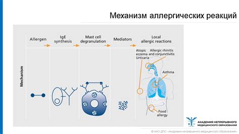 Аллергические реакции и возможность антибиотикоустойчивости