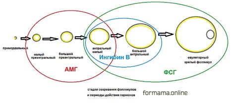 Анализ уровня антимюллерова гормона - современная техника для оценки яичниковой резерва