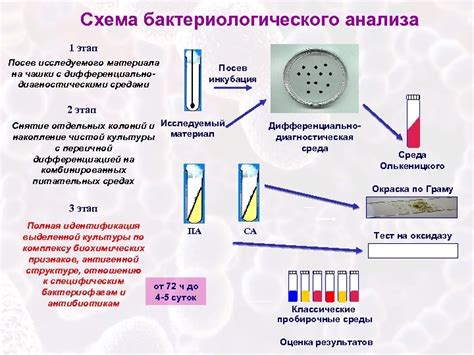 Анализ чешуи в лаборатории: подходы и методы исследования