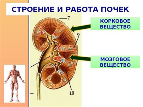 Анатомическая структура почек и их роль в гидробалансе организма