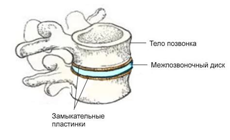 Анатомическая структура хрящевых узлов шморля