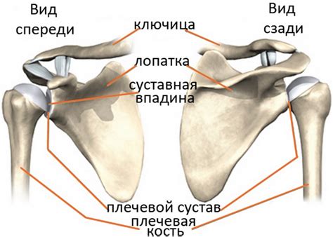 Анатомические особенности структуры ключицы и плечевого сустава