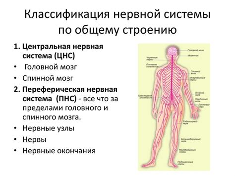 Анатомическое строение и компоненты сенсорной нервной системы: основные структуры, функции и взаимосвязи