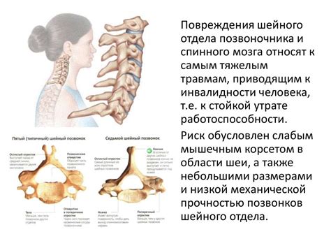 Анатомическое строение и функции шейного отдела позвоночника