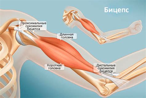 Анатомическое строение и функциональное значение бицепса