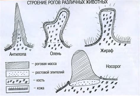 Анатомическое строение рогов