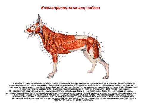 Анатомия и мимика собаки