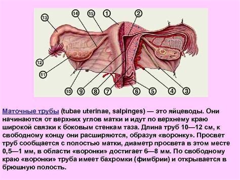 Анатомия органов в области слева от паха у женщин