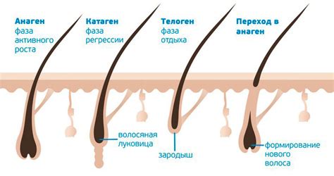 Анатомия ресниц и механизмы их роста