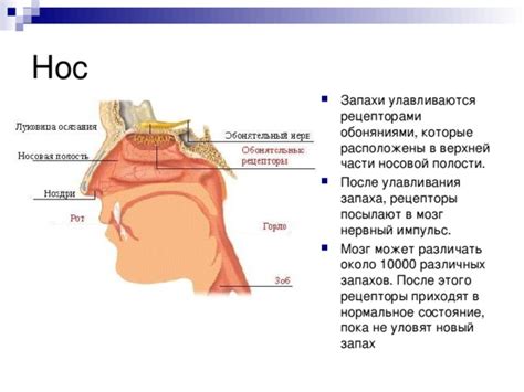 Аномалии анатомии и неприятный запах: расстройства в носовой полости