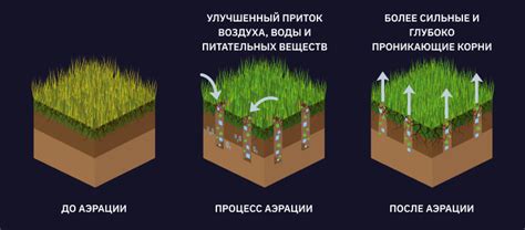 Аэрация почвы: эффективный способ восстановления урожайности