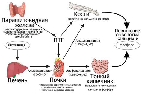Баланс кальция в организме: роль паратгормона