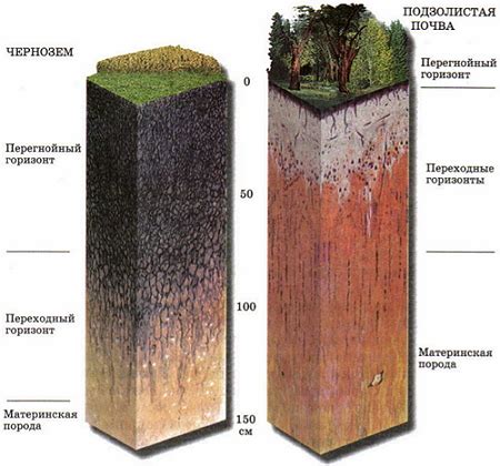 Безопасность почвы на огороде: основные проблемы и потенциальные риски 