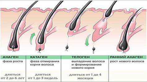 Биологическая поддержка роста волос