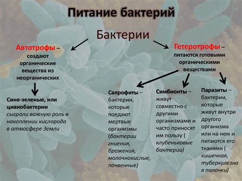 Биологическая роль бактерий в обогащении почвы азотом