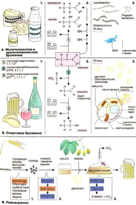 Биохимический процесс при брожении пивного напитка