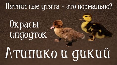 Благоприятные условия активности утят индоуток: ключевые аспекты