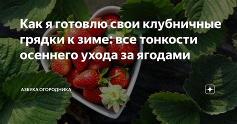 Большое значение правильного ухода за урожайными ягодами