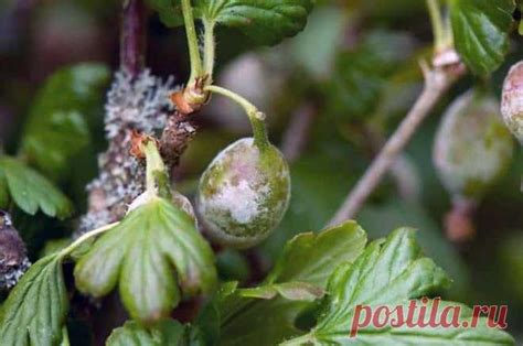 Борьба с белесым налетом на растениях-сородичах огурцов
