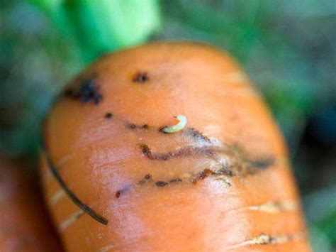 Борьба с вредителями и заболеваниями моркови