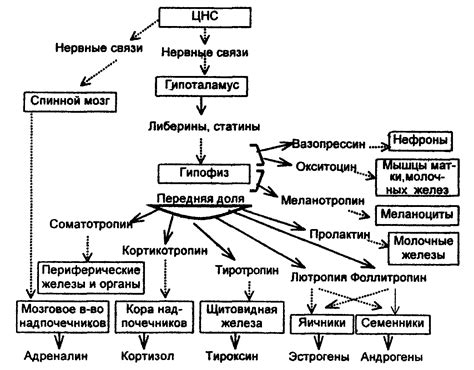 Важность гормональной регуляции для поведения и физического состояния женского организма