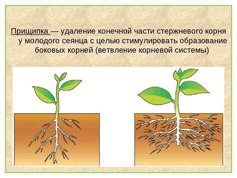 Важность дренажа для здоровья корневой системы растений