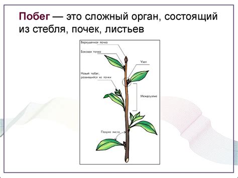 Важность одревесневшего стебля в жизни растения