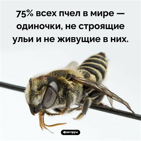 Важность организации и координации внутри "дома пчел" в мире Вальхейм