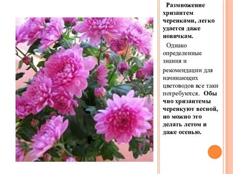 Важность организации и отбора хризантем для цветочного ансамбля