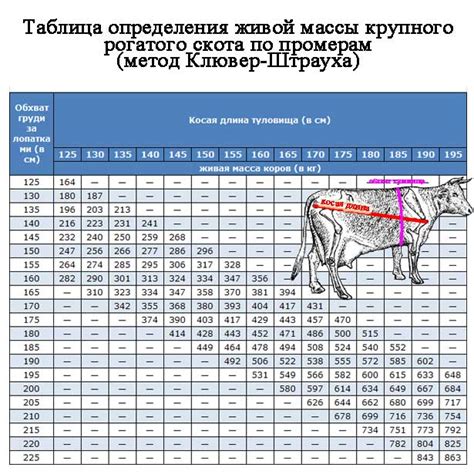 Важность точного измерения массы для определения рациона и здоровья скота