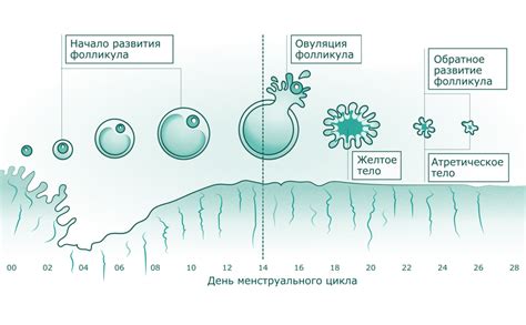 Важность фолликула для возможности зачатия и общего состояния организма женщины