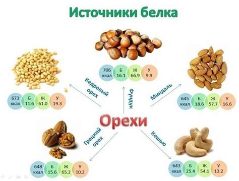 Важный ресурс: орехи как значимый источник белка в рационе