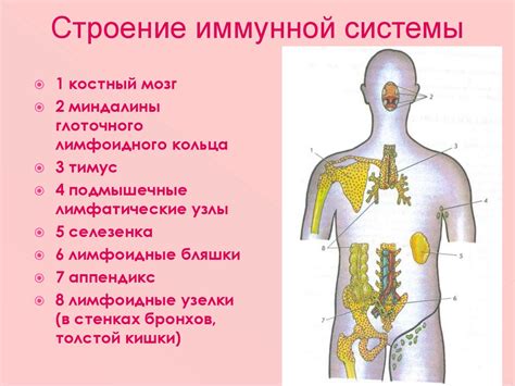 Взаимодействие гормональных изменений и иммунной системы