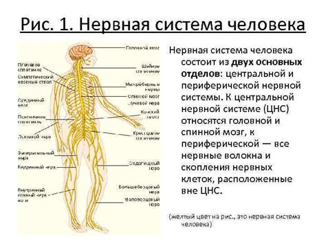 Взаимодействие двух основных подразделений нервной системы