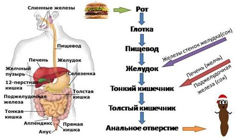 Взаимодействие компонентов рыбы и творога для улучшения пищеварения