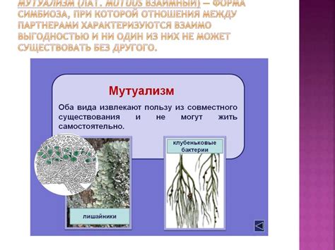 Взаимодействие растений с другими организмами в биологическом мире