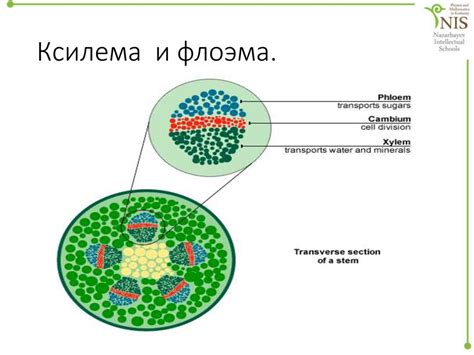 Взаимодействие флоэмы и ксилемы в передвижении питательных веществ