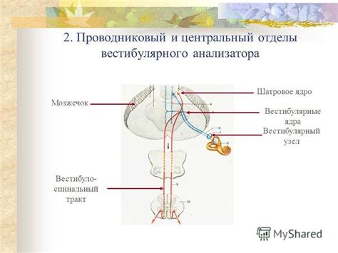 Взаимосвязь вестибулярной системы с ощущением головокружения