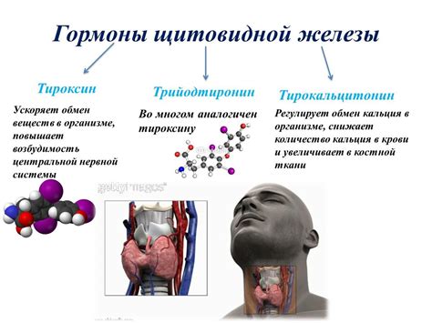 Взаимосвязь гормона ТТГ с функционированием щитовидной железы