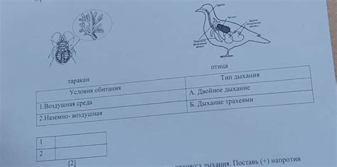 Взаимосвязь между поведением птицы, пытающейся проникнуть внутрь помещения, и условиями окружающей среды