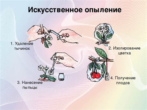 Взаимосвязь различных способов опыления и формирования плодов у сливы