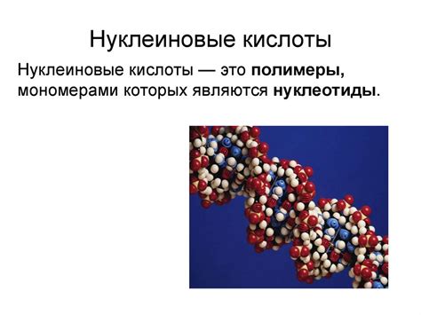 Виды нуклеиновых кислот и их уникальные характеристики